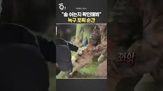 숨 쉬는지 확인해봐…늑구 포획 순간 / 연합뉴스TV(YonhapnewsTV)