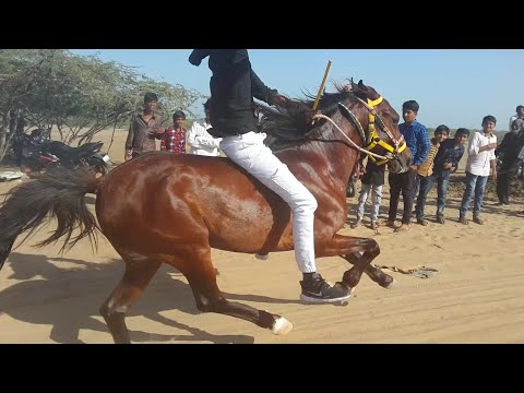 Horse Race in Mandvi : घोड़ा दोड, तमाची पीर उर्स आयोजित Video