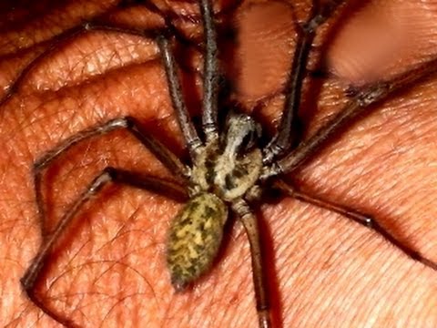 How to pick up a spider. Starring Eratigena duellica as Spider