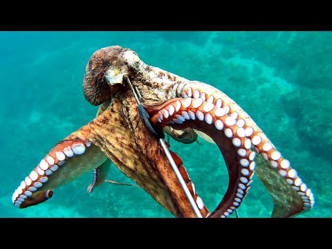 Octopus Hunt 2 vs Winter Spearfishing Croatia March 2024 4K 🇭🇷 🐙