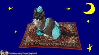 Смотреть онлайн Костюм принцессы Жасмин для кошки на хэллоуин