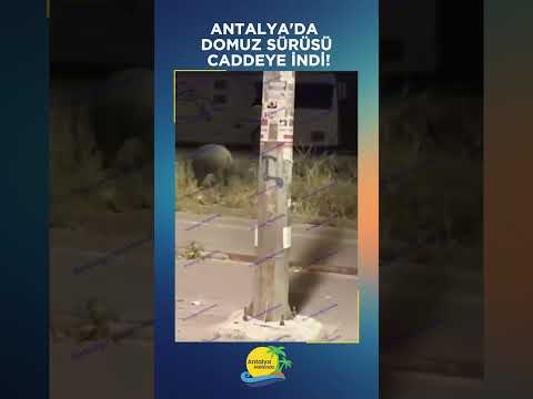 Antalya'da domuz sürüsü caddeye indi!