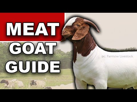 , title : 'MEAT GOAT FARMING FOR BEGINNERS | Ranching for Profit Grazing How to Raise Goats on Pasture'