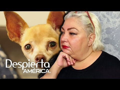 La increíble historia de cómo una perrita regresó a su dueña tras estar perdida 9 años