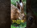Interesting facts about hares.#shorts - Interesting facts about animals Interesting facts about hares.#shorts