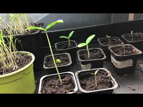 ODLA TOMAT OCH GURKA I DITT FÖNSTER - DEL 2