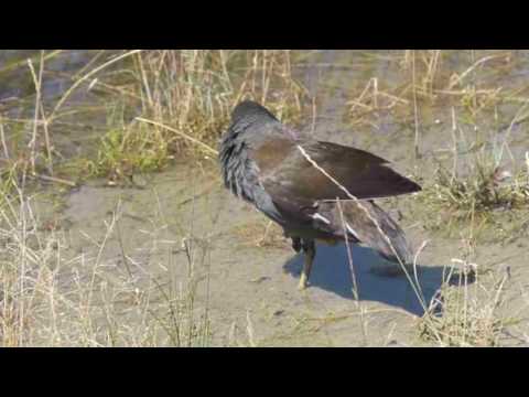 Beim Ziegelhofteich in Hirschstetten 22 Bezirk Wien