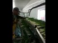 Spring onions processing