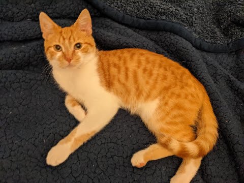 Toby the Foster Kitten's Story