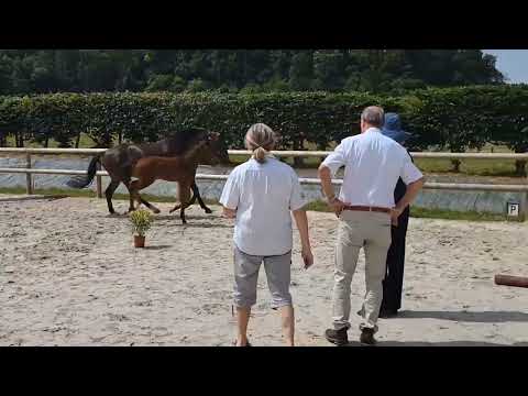 Utalis by: Viva Vitalis x Chippendale x Tuschinski x Rousseau