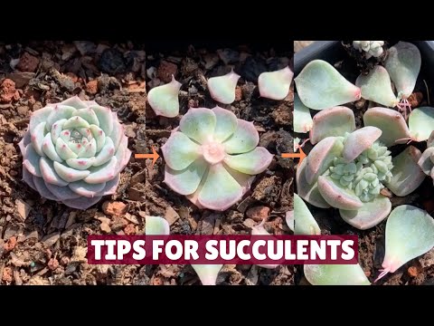 Useful Tips for Succulents You Must Know 🪴 | Succulent Garden|多肉植物 | 다육이들 | Suculentas