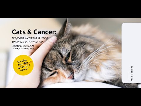 Cats & Cancer: Diagnosis, Decisions, and Doing What's Best for Your Cat