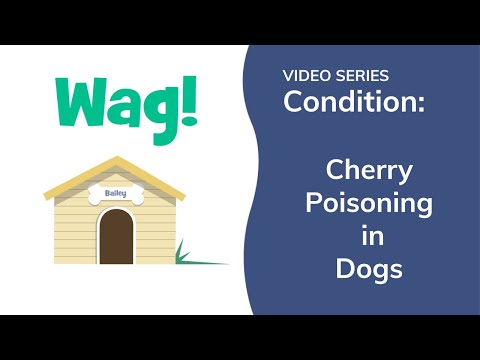 Cherry Poisoning in Dogs | Wag!