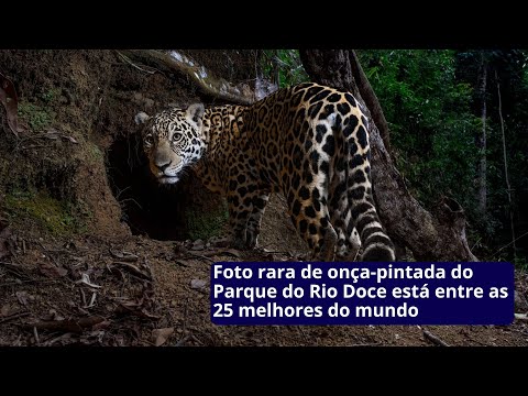 Foto rara de onça-pintada do Parque do Rio Doce está entre as 25 melhores do mundo