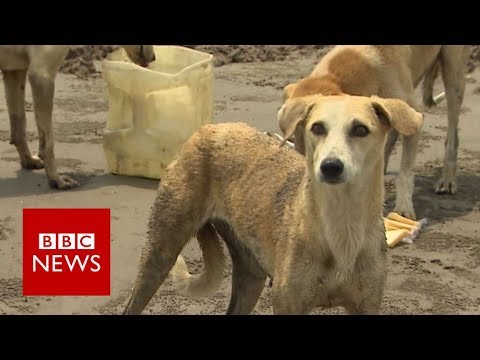 Pakistan’s island dogs saved by fishermen – BBC News