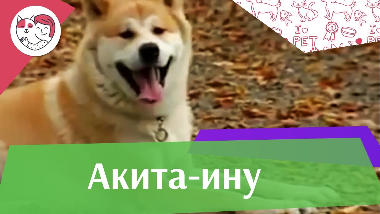 Акита Ину Интересные факты на iLikePet