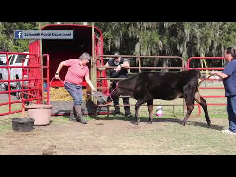 Skyland Animal Sanctuary Adopts Cow