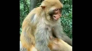 Download lagu Monyet ketawa mp3