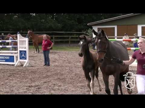 SL007CH Hengstfohlen von Central Park - Canto - Caretino