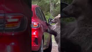 🐻 Bears on Transfagarasan Road! Must-See Wildlife Encounter in Romania 🇷🇴 #shorts