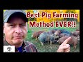 Pig Farming Pastured Pork VS CAFO