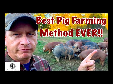 Pig Farming - Pastured Pork VS CAFO