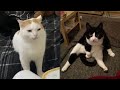 Funny Moments of Cats | Funny Video Compilation - Fails Of The Week #31