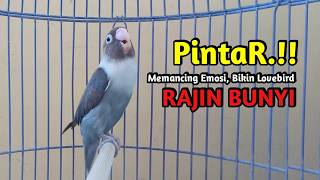 Download lagu Lovebird GACOR Ngekek Panjang TAMPIL FIGHTER Memancing EMOSI, Lovebird manapun PASTI NYAUT mp3 Download lagu Lovebird GACOR Ngekek Panjang TAMPIL FIGHTER Memancing EMOSI, Lovebird manapun PASTI NYAUT mp3