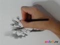 Как нарисовать сосновые шишки 