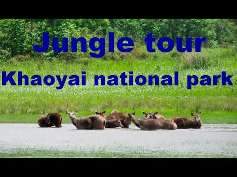 #카오야이정글투어 #khaoyai #wildanimal #jungle #thailand