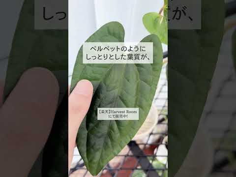 YouTube ショート動画