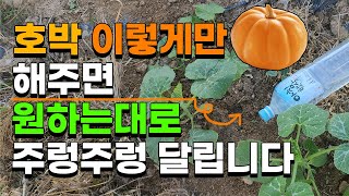 호박 원하는대로 수확하려면 꼭 이렇게 해주세요 아주 쉽습니다. - 호박재배 호박농사 호박순지르기 호박순치기