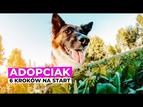 6 kroków na start z Adopciakiem