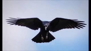 Jan Johansen - Another Night