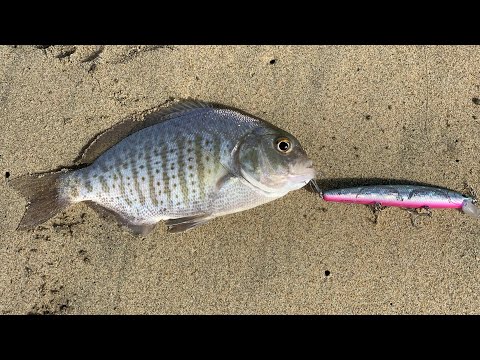 Southern California Surf Fishing For Barred Surf Perch!!! |Huntington Beach| (Catch, Clean, Cook)