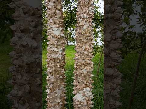 SÍTIO GINIPAPO BREJÃO-PE ABRIL DE 2026