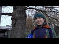 Markante Dordtse bomen vertellen hun verhaal: 'Je lijkt er zelf klein door'