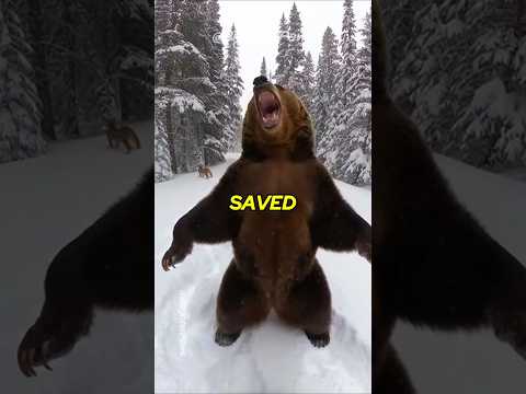 Hunted by a Cougar... I thought I was dead 💀 #animalrescue #wildlife