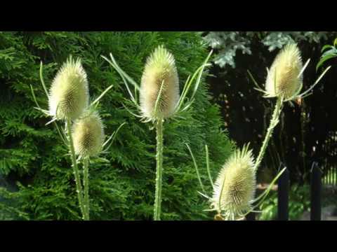 Chcę mieć mądrą dziewczynę   Bazuna 1973