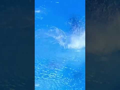 Lovely platform diving - Ingrid Oliveira (Brazil)