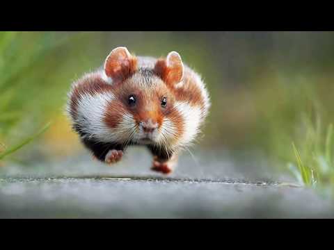 animal fun, photo funny, crazy animals, funny animal mating, 2016