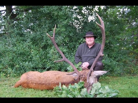 Hirsch am 1. Jagdtag erlegt!