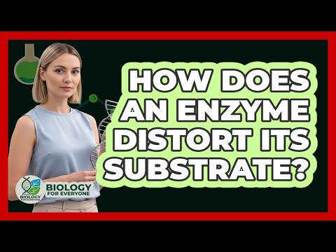 How Does An Enzyme Distort Its Substrate?