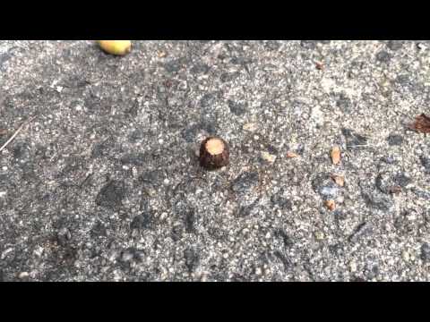 Acorn Weevil under an Acorn