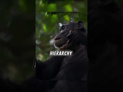 The Thrilling Hunt Chimpanzees vs. Agile Monkeys -2#animals #hunt#chimpanzees #shorts