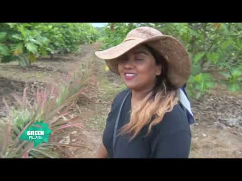 Green Pillars | Breadfruit | #fo4acp