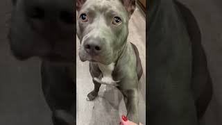 Video preview image #1 American Staffordshire Terrier-Bulldog Mix Puppy For Sale in Dana Point, CA, USA