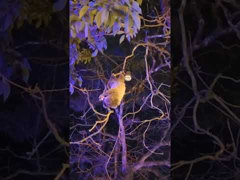 Disfruten De La Presencia De Este OSO Perezoso De Tocaima Cundinamarca