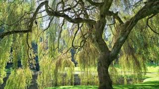 Weeping (lyrics included)