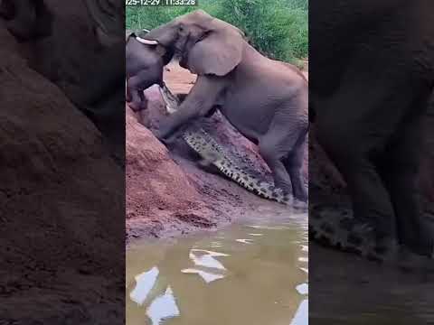 Crocodile Grabs Baby Elephant's Trunk... Then Mom ATTACKS! 😱🐘